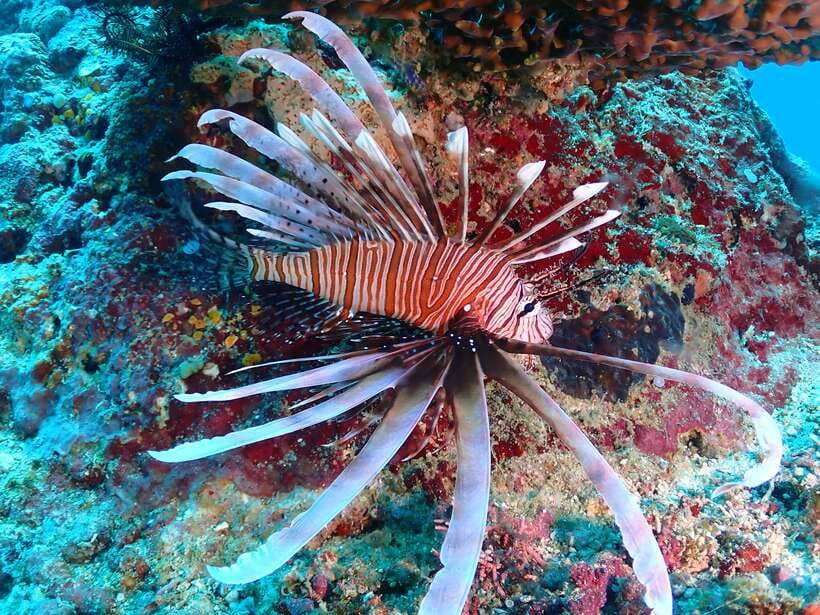 Discover Scuba Diving in Boracay - What happens during the two-hour schedule