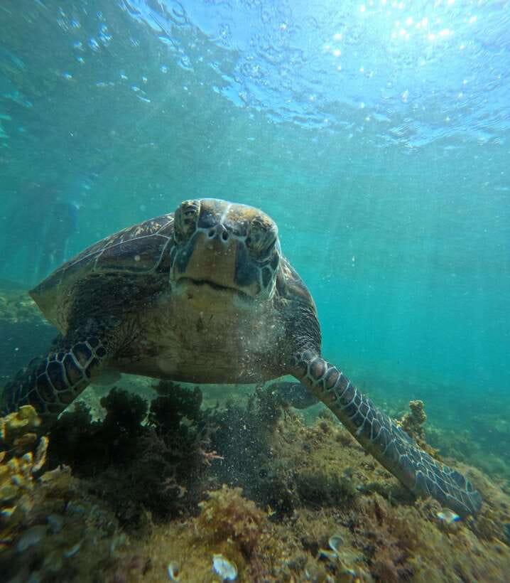 Dumaguete Apo Island Snorkel with turtle Tour - Crossing from Malatapay to Apo Island