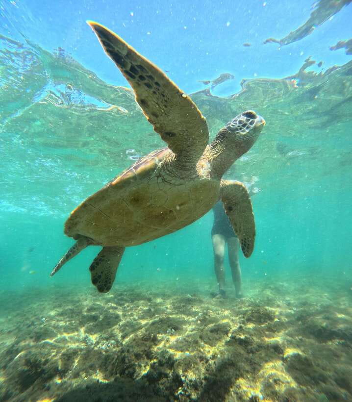 Dumaguete Apo Island Snorkel with turtle Tour - Lunch beside the water