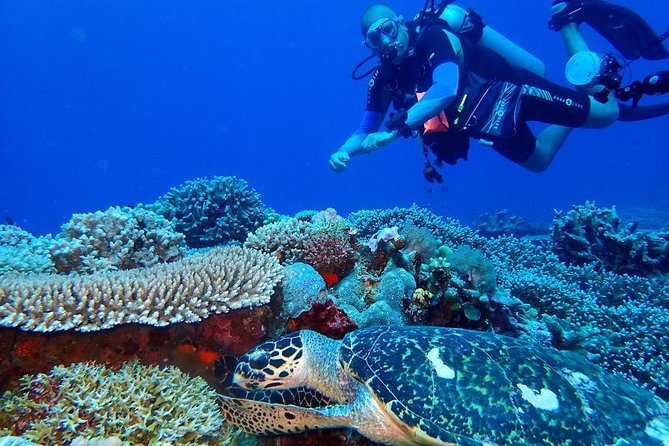 Dumaguete Apo Island Snorkeling Tour - Arriving Around 9:20 a.m. at the Marine Reserve