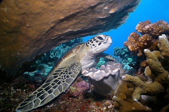 Dumaguete Apo Island Snorkeling Tour - Snorkeling With the Turtles