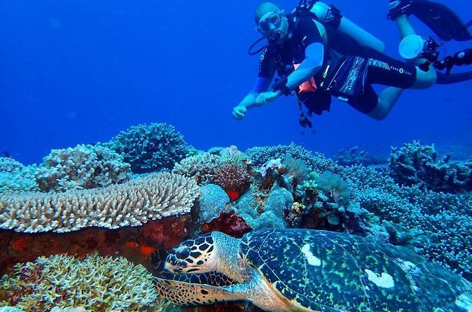 Dumaguete Apo Island Snorkeling Tour - Your 12:30 p.m. Choice: More Water or More Island