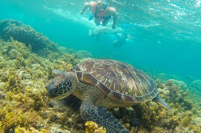 Dumaguete Apo Island Snorkeling Tour - The Return Boat and Hotel Drop-Off