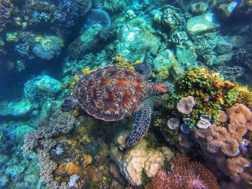 Dumaguete Apo Island with Turtle Snorkeling - Why Apo Island is worth the boat ride