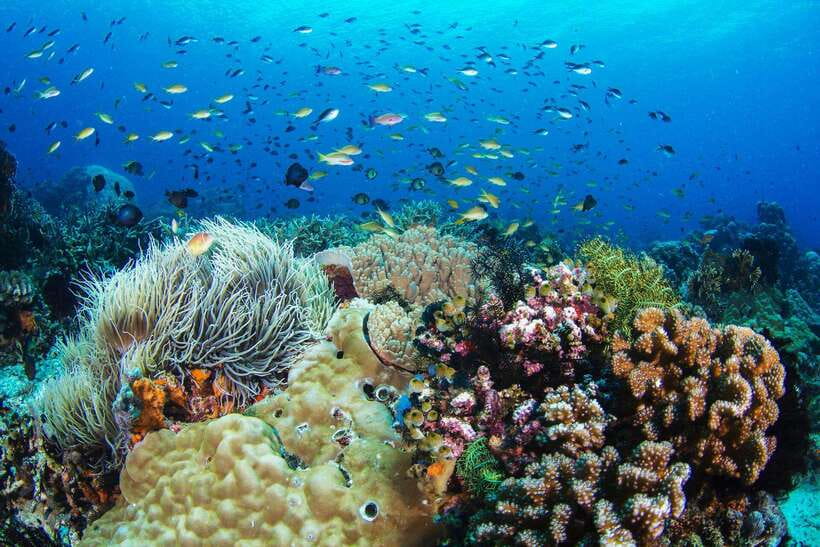 Dumaguete Apo Island with Turtle Snorkeling - The turtle snorkeling that earns the trip