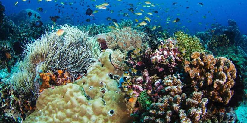 Dumaguete Apo Island with Turtle Snorkeling - The Habagat Trail and its coastal view