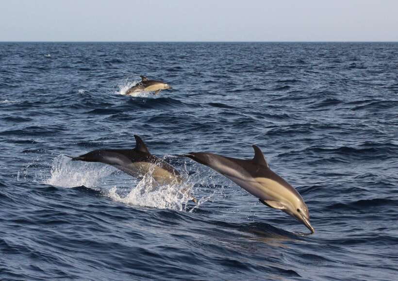 Dolphin Watching & Manjuyod Sandbar Private Tour