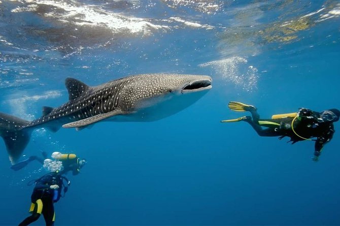 Dumaguete Oslob Whaleshark Tour - Key points to know before booking