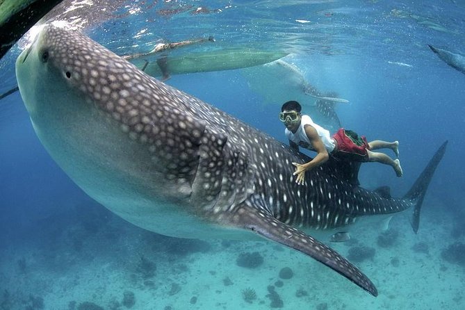 Dumaguete Oslob Whaleshark Tour - Why Dumaguete is a useful starting point