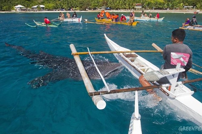 Dumaguete Oslob Whaleshark Tour - One hour with Oslob’s whale sharks