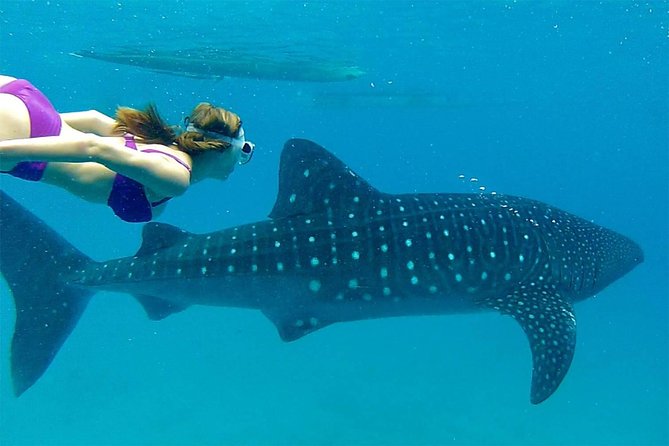 Dumaguete Oslob Whaleshark Tour - Is this private tour suitable for families?