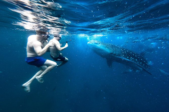 Dumaguete Oslob Whaleshark Tour - Weather, cancellations, and timing