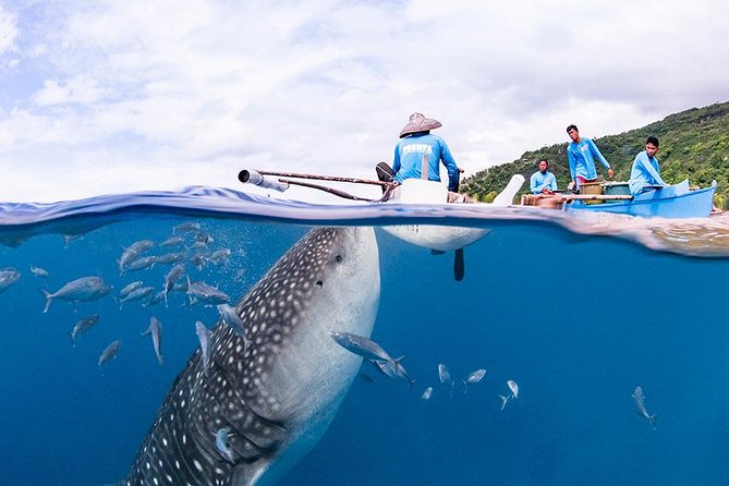 Dumaguete Oslob Whaleshark Tour - Who will get the best value?