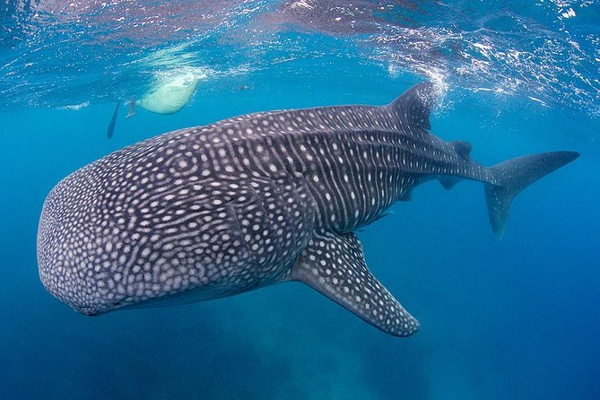 Dumaguete Oslob Whaleshark Tour - The crossing from Dumaguete to Oslob