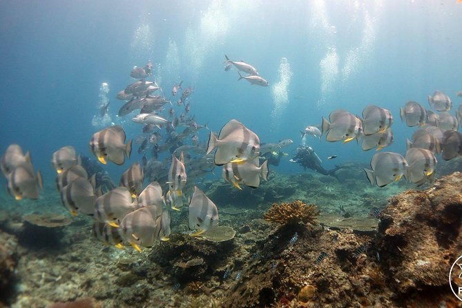 Easy Fun Scuba Dive in El Nido - Two morning sessions around Bacuit Bay