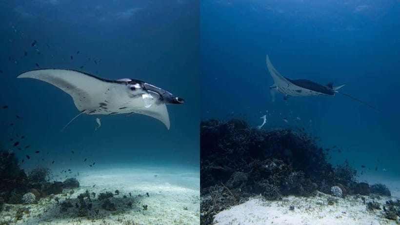 El Nido: Discover Scuba Diving with Manta Rays in Sibaltan - Why Sibaltan makes sense for a first scuba outing