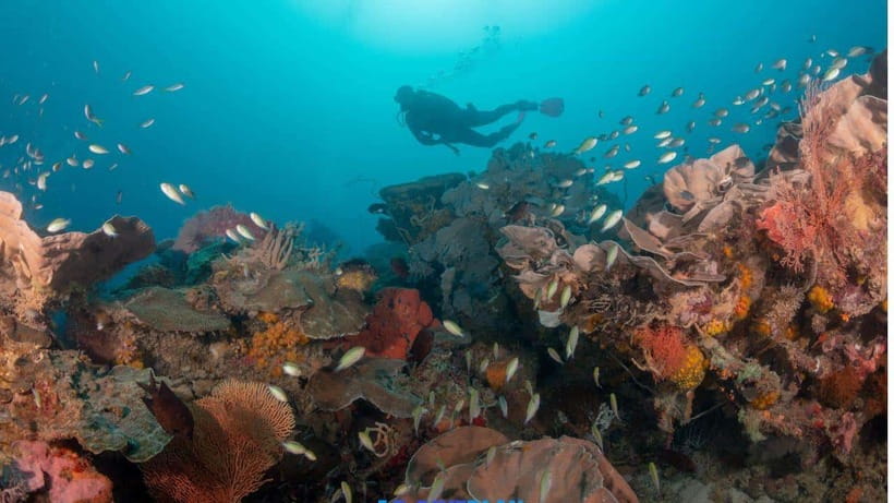 El Nido: Discover Scuba Diving with Manta Rays in Sibaltan - Brunch between the two 50-minute sessions