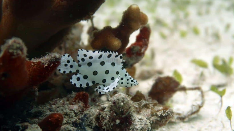El Nido: Discover Scuba Diving with Manta Rays in Sibaltan - Second session: the 12-meter manta search