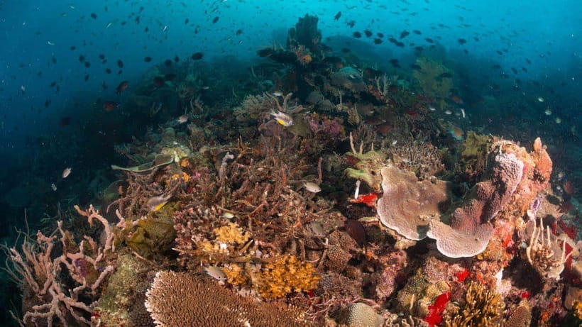 El Nido: Discover Scuba Diving with Manta Rays in Sibaltan - Who will enjoy this most