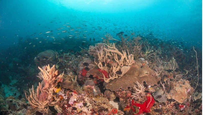 El Nido: Discover Scuba Diving with Manta Rays in Sibaltan - Practical advice for a smoother morning