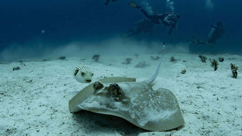 El Nido: Manta Ray Diving Experience in Sibaltan - A one-hour brunch break between the sessions