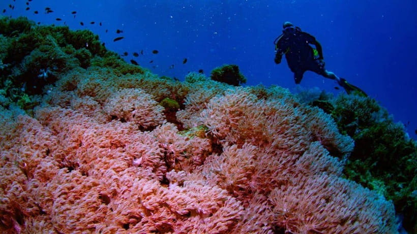 El Nido: Manta Ray Diving Experience in Sibaltan - Second underwater session: an untouched coral reef