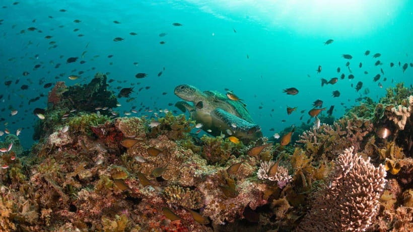 El Nido: Manta Ray Diving Experience in Sibaltan - Who will get the most from this experience