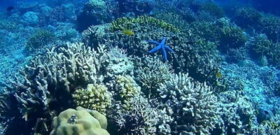 El Nido, Sibaltan: Private Snorkeling & Secret Islands Tour - A long beach lunch at Little Maosanon