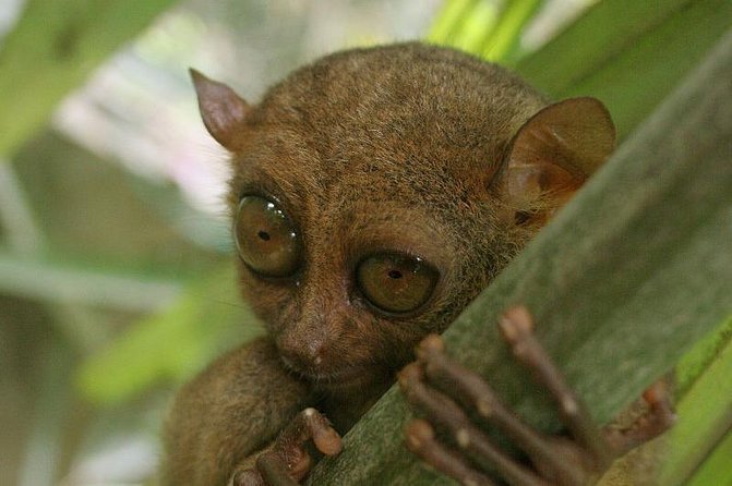 Exclusive Bohol,Philippines Chocolate Hills-Tarsier Tour - Why this private Bohol tour works well