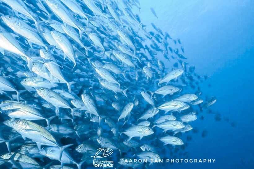 Fisheye Divers: Discover Scuba Diving - Photos and Videos Add Lasting Value