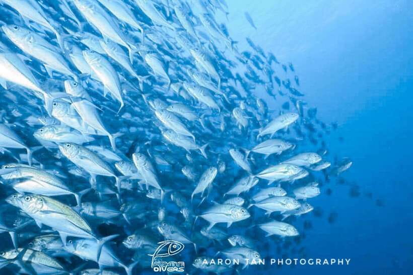 Fisheye Divers: Discover Scuba Diving - Starting at Station 1, 2, or 3