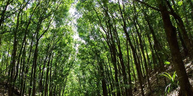 From Bohol & Panglao Island: Full-Day Bohol Tour - The Blood Compact Site in Tagbilaran City