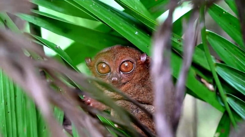From Cebu: Bohol Countryside & Buffet Lunch Exclusive Tour - A careful visit with the Philippine tarsier