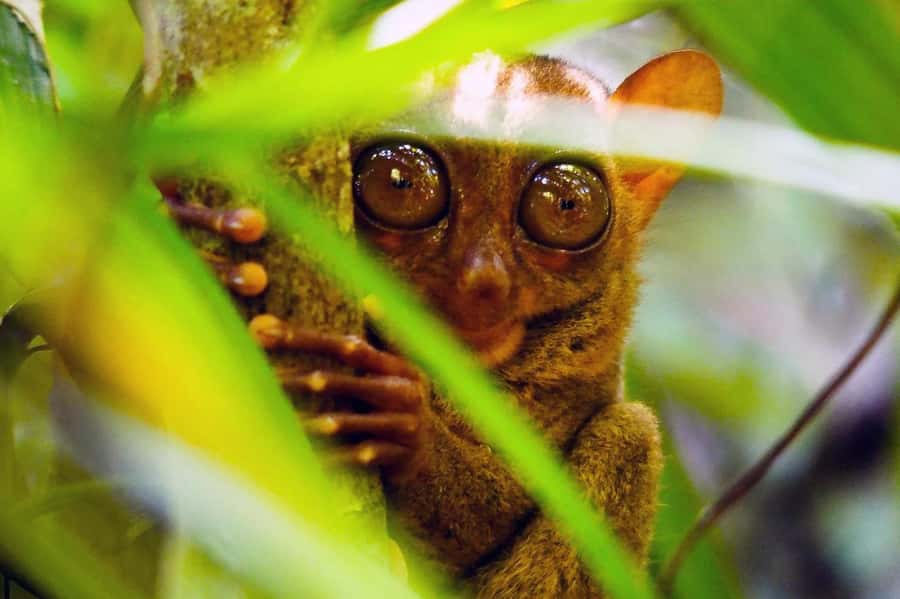 From Cebu: Bohol Countryside Private Tour with Buffet Lunch - Key points to know before booking
