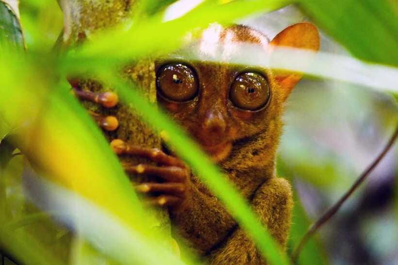 From Cebu: Bohol Countryside Private Tour with Buffet Lunch - Buffet lunch on the Loboc River