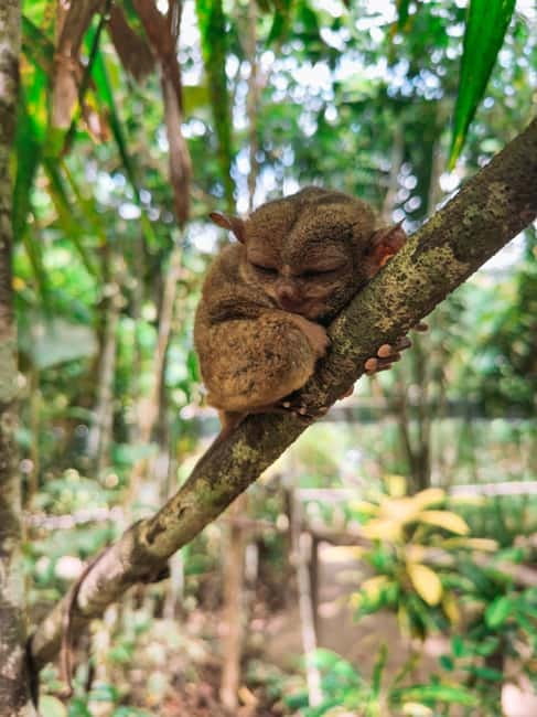 From Cebu:Chocolate Hills & Tarsier w Lunch at Loboc Joiners - Loboc River Cruise and buffet lunch