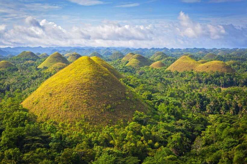 From Cebu City: Bohol Island Highlights in One Day - Man-Made Forest: A brief stop under tall trees