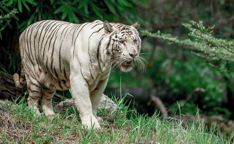 From Cebu City: Cebu Safari and Adventure Park Day Tour - From Cebu City to Carmen’s hill country