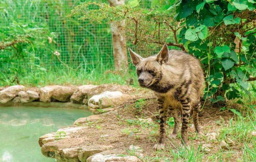 From Cebu City: Cebu Safari and Adventure Park Day Tour - White lions and Bengal tiger schedules