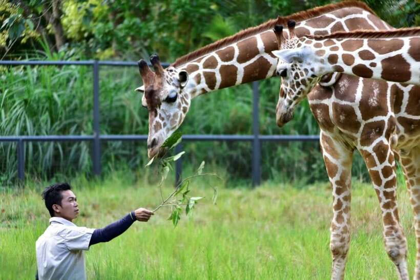 From Cebu City: Cebu Safari and Adventure Park Day Tour - Michelle’s Garden and Gardens of the World