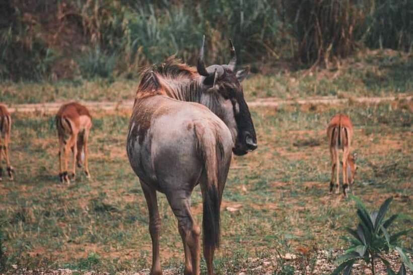 From Cebu City: Cebu Safari and Adventure Park Day Tour - Food, water, cash, and what to pack