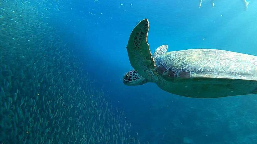 From Cebu City: Moalboal Pescador Snorkeling Tour + Lunch - Why Moalboal makes a strong day trip from Cebu