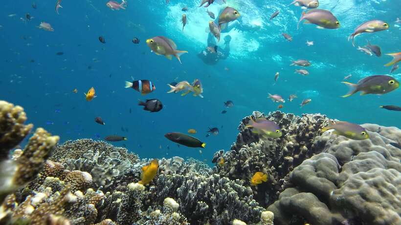 From Cebu City: Moalboal Pescador Snorkeling Tour + Lunch - Weather can change the plan