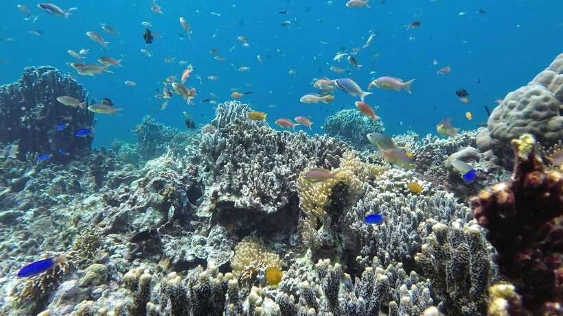 From Cebu City: Moalboal Pescador Snorkeling Tour + Lunch - Sea turtles offer a quieter encounter