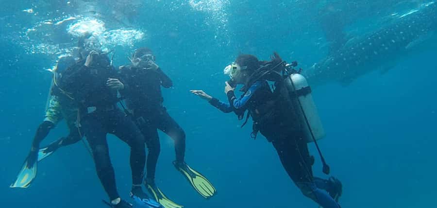 From Cebu City: Scuba Diving with Whale Sharks Trip in Oslob - Key points to know before booking