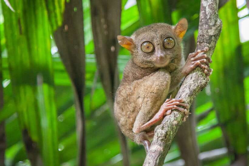 From Cebu: Day Trip to Bohol Highlights - Blood Compact Monument and the Bohol countryside