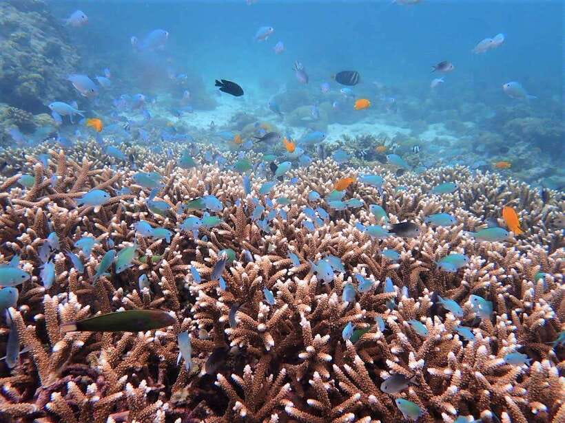 From Cebu: Island Hopping to 3 islands with BBQ lunch - Who will get the most from this tour