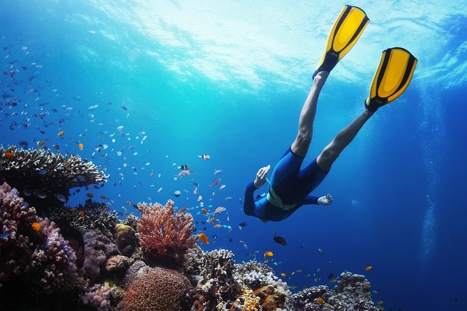 From Cebu: Island Hopping to 3 islands with BBQ lunch - Hilutungan Marine Sanctuary is the best stop for fish