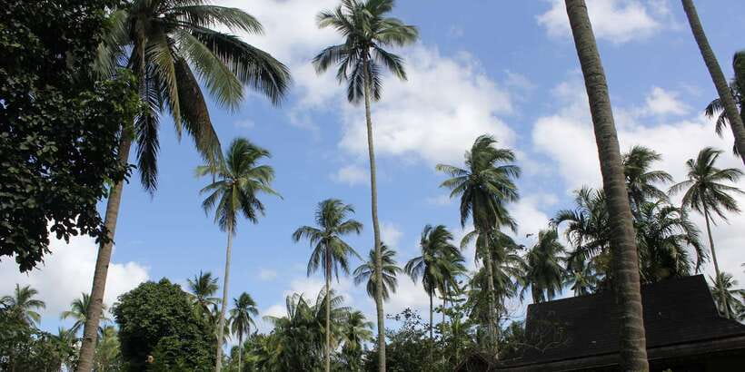 From Manila: Day Tour to Enchanting Hidden Valley - Warm pools in a quiet forest setting