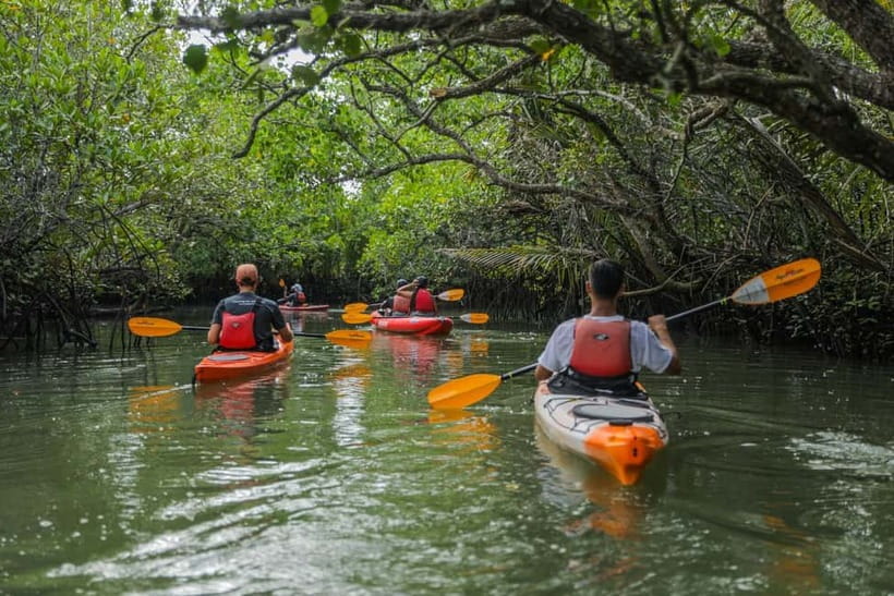 From Tagbilaran City/Panglao Island: Bohol Mangrove Kayaking - The mangrove tunnels are the main event